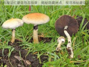 创造与魔法红蘑菇寻踪指南：揭秘隐藏地点，探寻神秘蘑菇踪迹