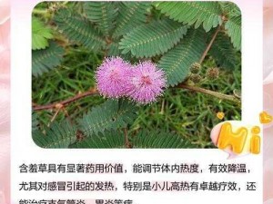 含羞草论坛——分享各类实用资源的交流平台