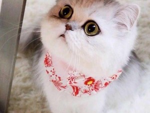 可爱萌宠柚子猫，陪伴你的快乐生活