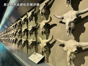 解锁神秘化石宝藏：浮龙展品如何获取与解锁攻略