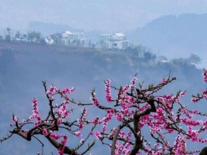 桃花社区免费高清图片，汇聚各类优质图片资源，满足你对美好视觉的追求