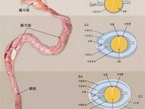 为什么动物的授精过程如此有趣？授精过程中动物们会有怎样的表现？这些有趣的授精记趣闻是如何被发现的？