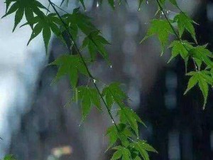 那天的云交雨合肥，一场智能雨的邂逅