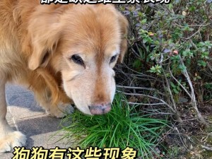 狗狗卡我里面不出来,为什么狗狗会卡在我里面不出来？