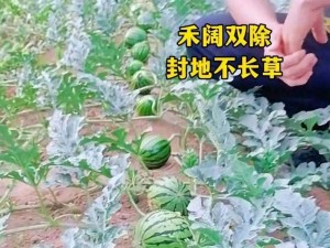 为什么看青青河边草西瓜高清要选择 XX 网站？