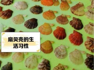 宝宝的扇贝真会夹—宝宝的扇贝真会夹，是一种什么样的体验？