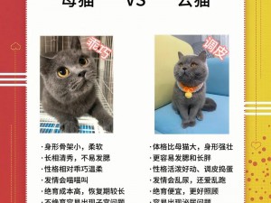 灵猫传承：专业养猫知识与最佳培养选择推荐指南