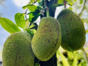 菠萝菠萝蜜高清视频免费，海量精彩内容，无广告骚扰，让你一次看个够