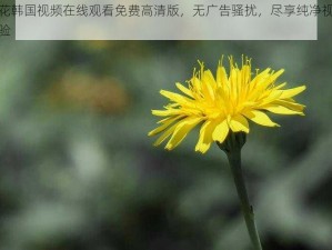 野花韩国视频在线观看免费高清版，无广告骚扰，尽享纯净视觉体验