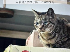 可爱迷人的柚子猫，你值得拥有