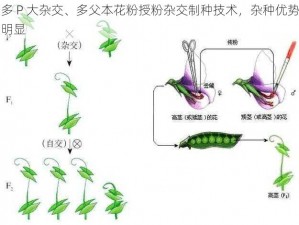 多 P 大杂交、多父本花粉授粉杂交制种技术，杂种优势明显