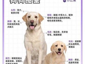 狗狗配人怎么配？优质犬种推荐