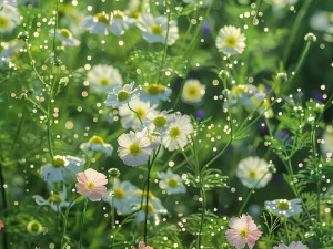 野花视频在线观看视频安全吗？怎样才能找到安全的野花视频在线观看视频？