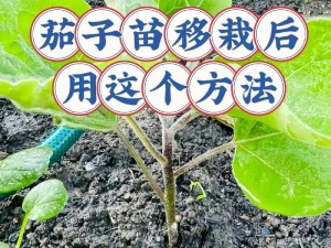 小森生活中茄子的获取方法与种植技巧详解