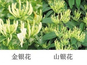 深入浅出 TXl 金银花：带你领略金银花的奥秘