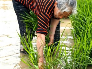 30 种插秧法图片，让种植变得轻松高效