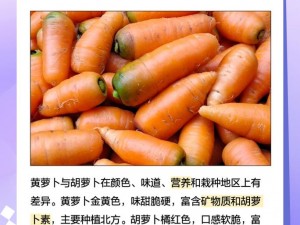 黄 WWW 禁止男女萝卜：口感爽脆，营养丰富，适合多种烹饪方式