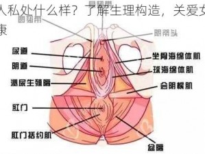 女人私处什么样？了解生理构造，关爱女性健康