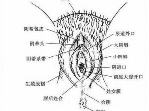 什么是美女下部？