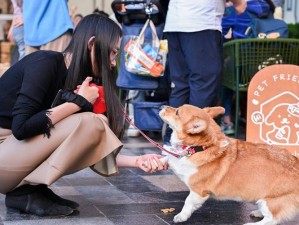 探索兽交群：全新的宠物玩具，带给你和宠物不一样的体验