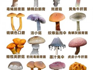 黑蘑菇 黑蘑菇有毒吗？