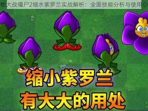 植物大战僵尸2缩水紫罗兰实战解析：全面技能分析与使用心得