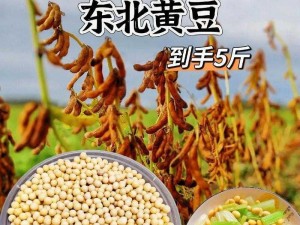 含羞草大豆行情分析：优质大豆，营养丰富，市场需求大