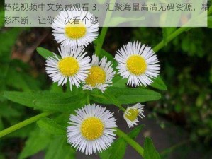 野花视频中文免费观看 3，汇聚海量高清无码资源，精彩不断，让你一次看个够