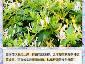 深不可测TXL 金银花：清凉解毒，呵护健康