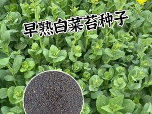 泷泽雅美种子，一款富含多种营养成分的健康食品，有助于提升免疫力，让你的生活更美好