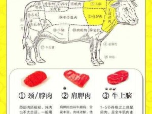 肉食教师食取报告 2：探寻肉食的奥秘