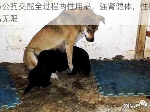 女人与公驹交酡全过程两性用品，强肾健体，性福生活，激情无限