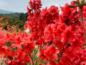 山野春情;山野春情：杜鹃花开