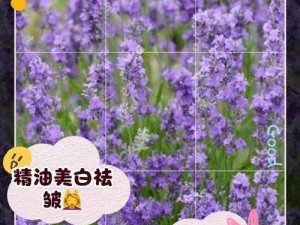 薰衣草研究所网站入口——带你探索薰衣草的奥秘