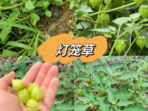 探索小灯草的生长奥秘：在哪里可以采集到这种神奇的草药？