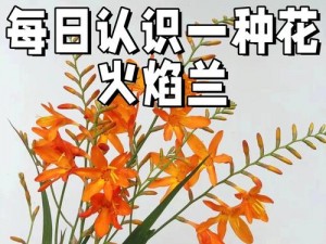 燃烧之花，让你的生活如火焰般热烈