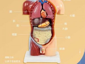 张柏芝殖器十二图片——真实还原人体生理结构的科普教具