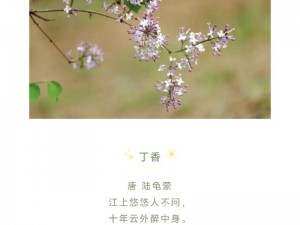 让我想想，有了走进丁香花丁香五香天堂网，探索未知的世界