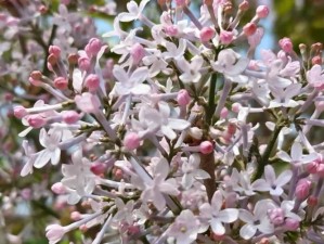 丁香花在线电影电视剧，免费畅享海量高清视频