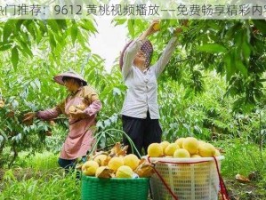 热门推荐：9612 黄桃视频播放——免费畅享精彩内容