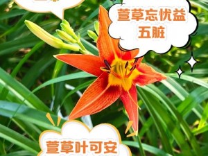 萱草忘忧草 codewvwvj 是什么？有什么作用？如何使用？