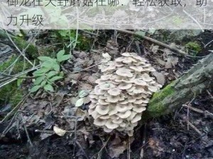 御龙在天野蘑菇在哪：轻松获取，助力升级