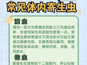 庇护所宠物选择指南：探寻最佳宠物，关爱与陪伴的完美结合