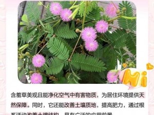 西施欠钱不还用身体来还钱含羞草——一款神奇的植物，助你解决财务难题