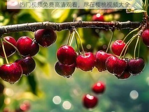 热门视频免费高清观看，尽在樱桃视频大全