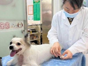 狗狗射速好烫太怕了，试试春雨医生的宠物健康咨询服务