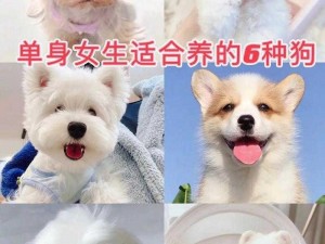 我做女犬的开心日子——让你享受极致愉悦的宠物用品