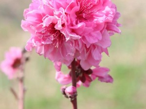 奇遇花开烂漫，遇见天然呵护