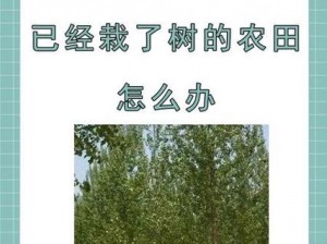 老农种树种子速刷攻略：绿色致富路径下的高效种植技巧探讨