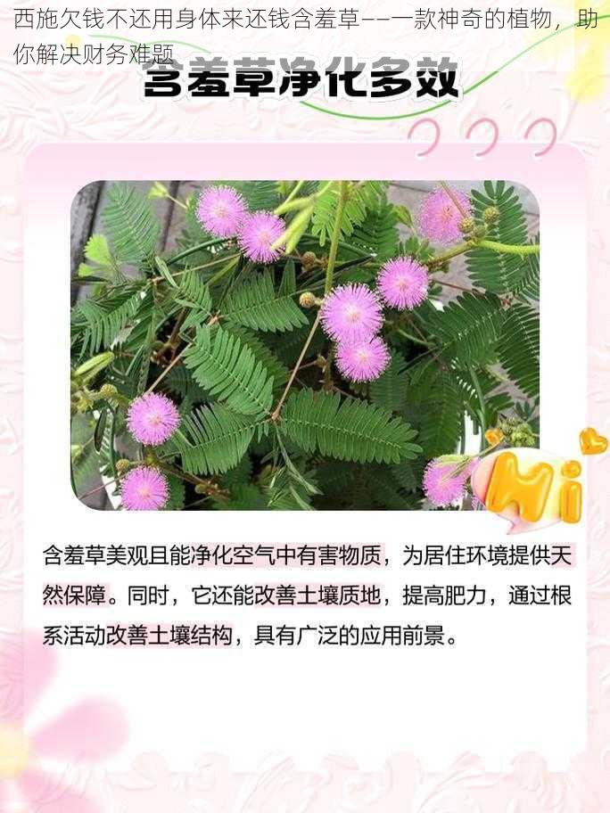 西施欠钱不还用身体来还钱含羞草——一款神奇的植物，助你解决财务难题